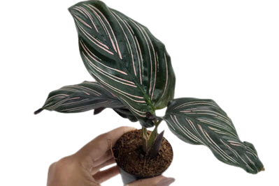 2" Calathea Medallion